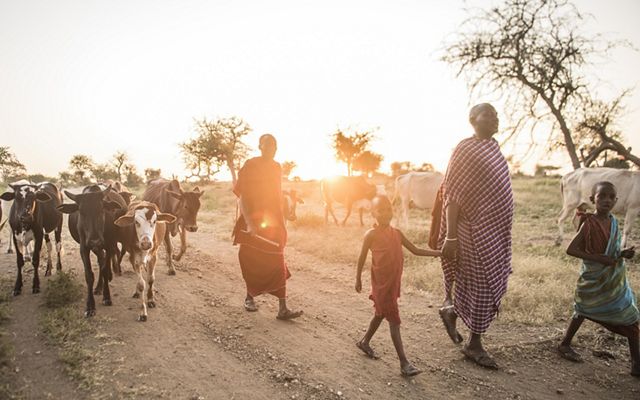 Cows being led to be milked in Tanzania. Natural climate solutions are relevant in every nation in the world, not just those with tropical forests.