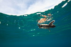 Hawksbills sea turtle