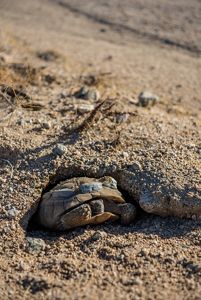 A desert tortoise with radio transmitters on its shell emerges from an underground burrow in the sandy dirt.