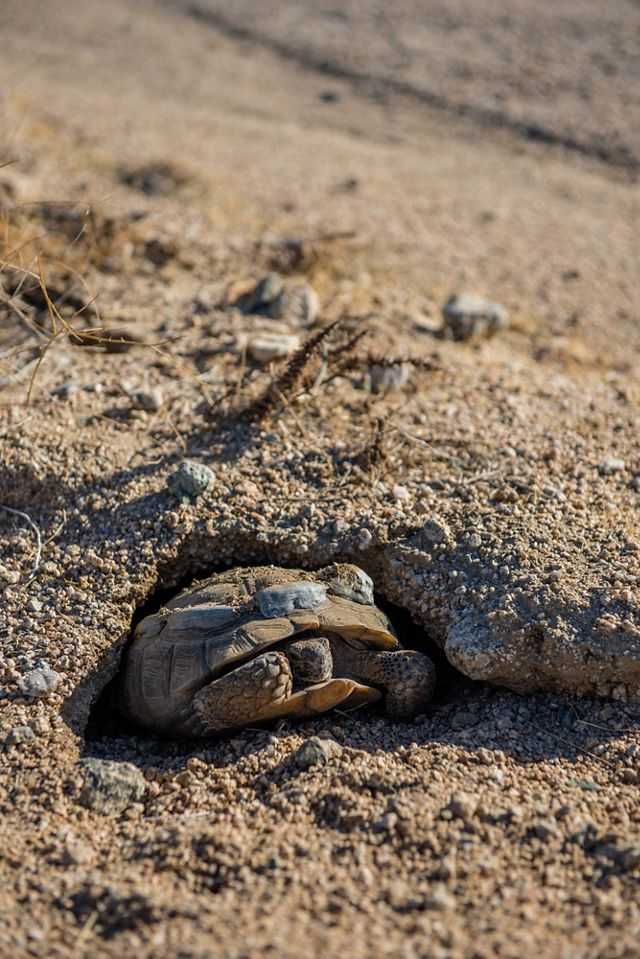 A desert tortoise with radio transmitters on its shell emerges from an underground burrow in the sandy dirt.