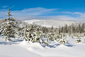 Wintery forest landscape with snow covered trees.