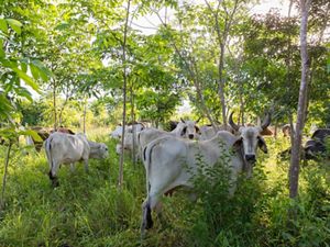 Cattle graze in the shade of rancher Jose Palomo's "silvopastoral" pasture at his ranch Los Potrillos in Becanchen, Yucatan.