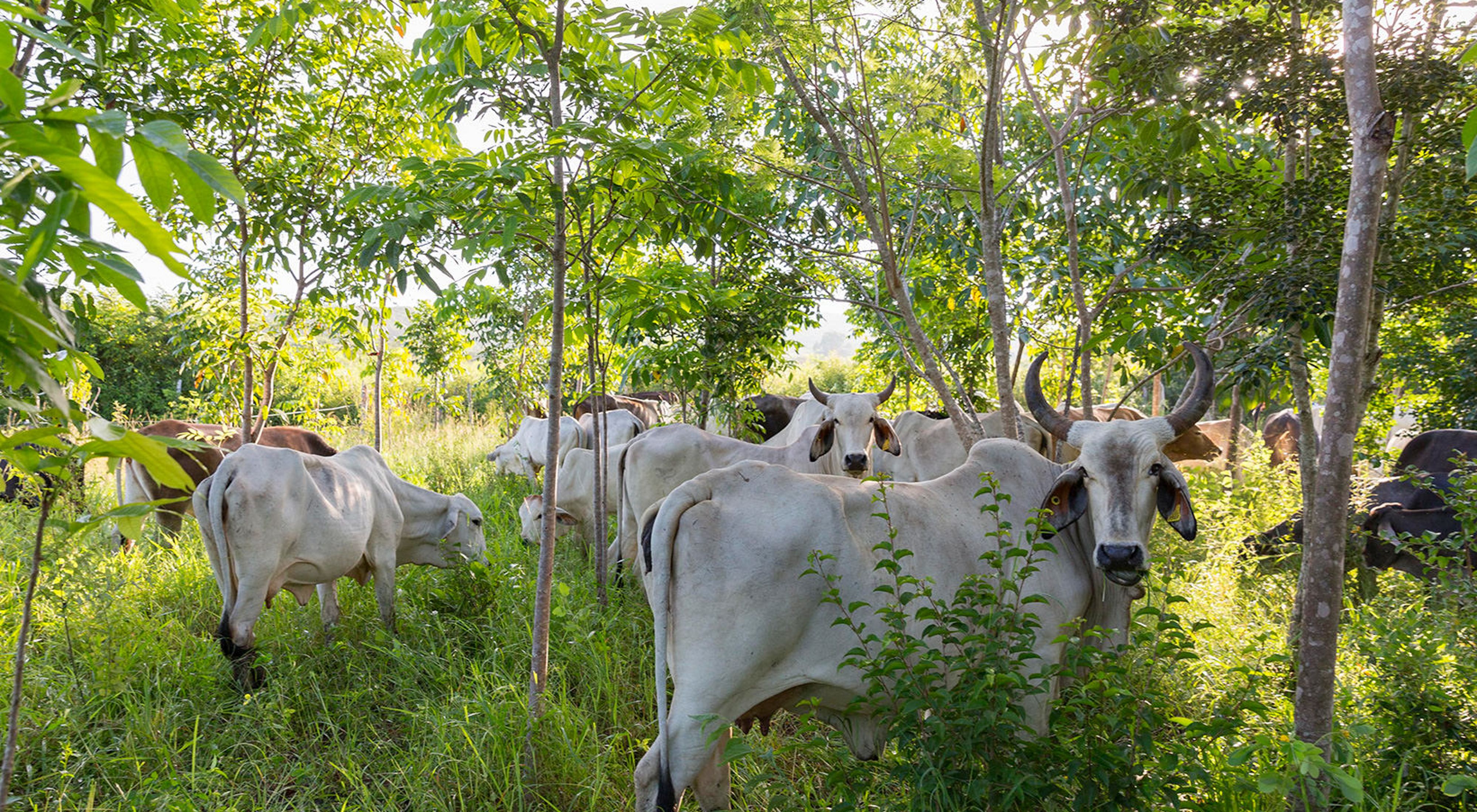 Cattle graze in the shade of "silvopastoral" pasture at a ranch in Becanchen, Yucatan.