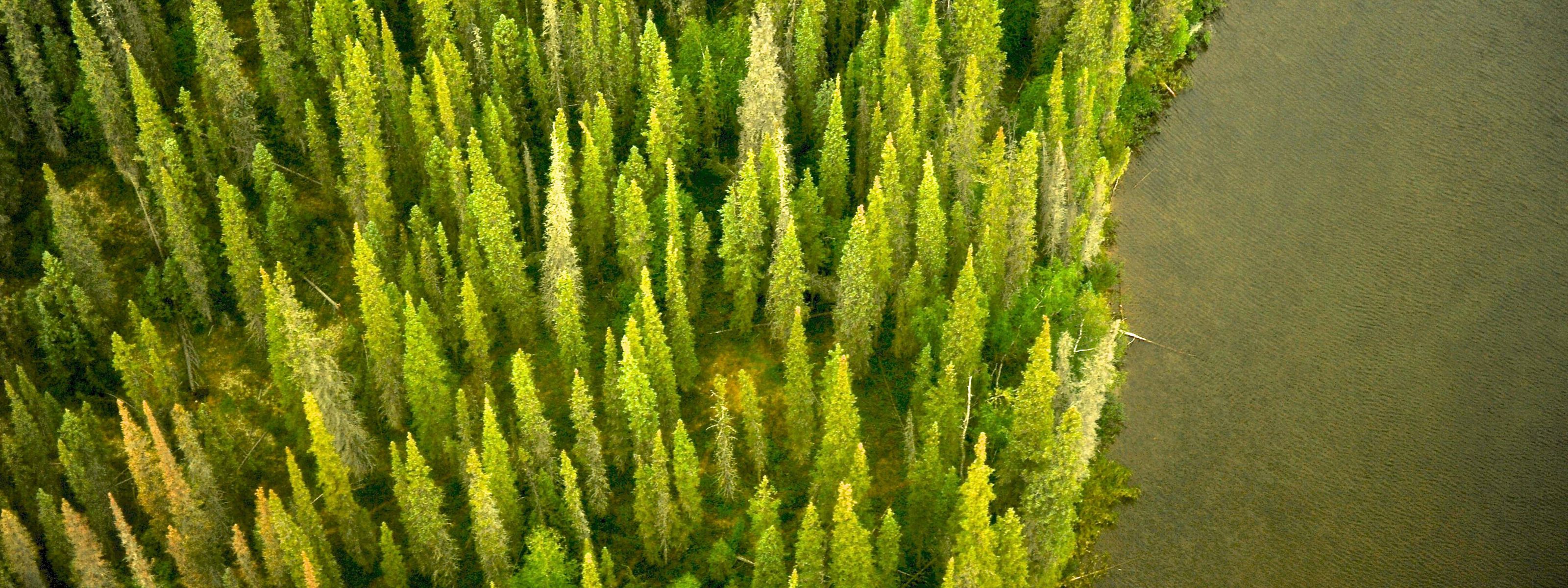 Aerial view of tall bright green trees next to a body of water.