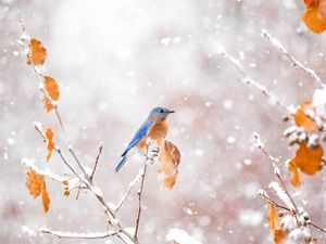 An eastern bluebird's rusty orange chest and last remaining leaves are bright pops of color in an early snowstorm.