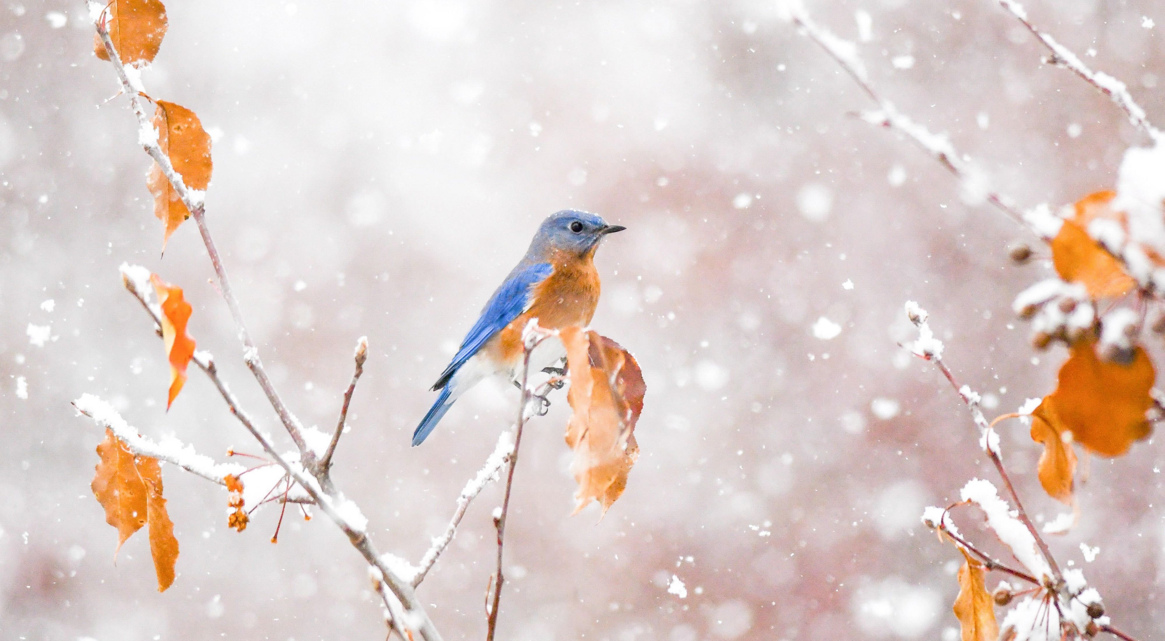 An eastern bluebird's rusty orange chest and last remaining leaves are bright pops of color in an early snowstorm.