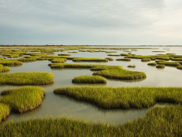 in Calhoun County is one of the few remaining large tracts of intact native coastal prairie and wetlands on the Texas coast.