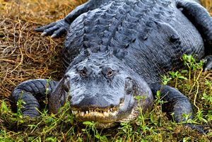Large american alligator facing the viewer.
