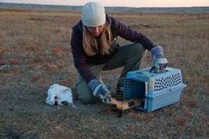 A woman crouches down to the ground and opens a small pet-carrier door to let a black-footed ferret into the wild.