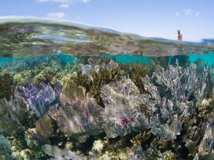 underwater view of colorful coral