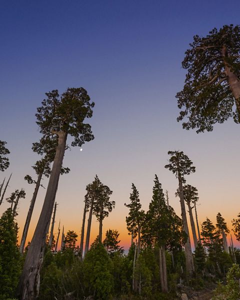 A forest's tree canopy takes on black and white hues as the sun sets in the background.