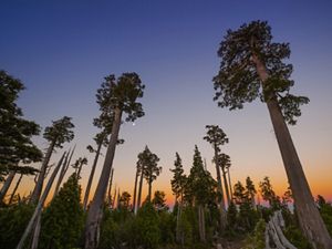  Uno de los árboles más longevos del mundo se encuentra en peligro de extinción, y a salvo en la Reserva Costera Valdiviana.