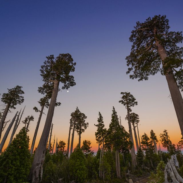  Uno de los árboles más longevos del mundo se encuentra en peligro de extinción, y a salvo en la Reserva Costera Valdiviana.