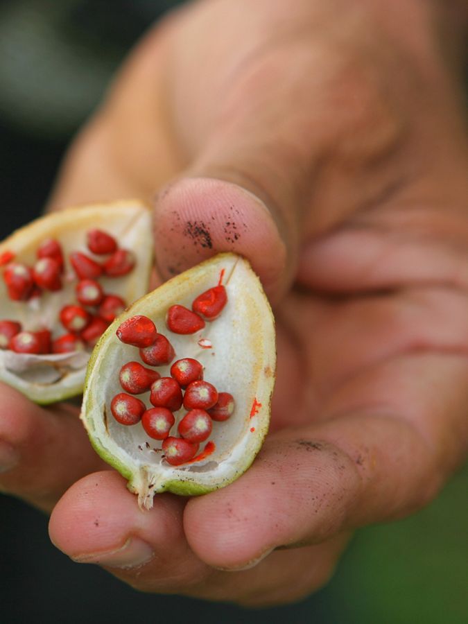 Close up of a hand holding a fruit with red seeds.