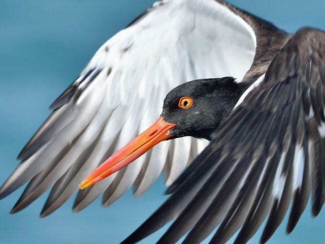 Close up view of a white and black American oystercatcher in flight. Its head with bright orange beak and wings are visible.