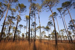 Photo of a longleaf pine forest.