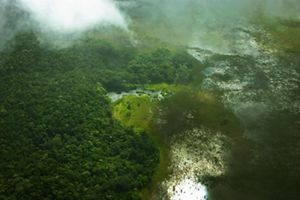 Aerial view of forest 