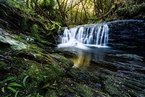 Become a Conservation Champion