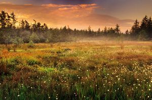 Cotton grass in wetlands with forest in background.