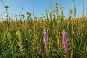 Close view of vegetation on prairie land in Nebraska.