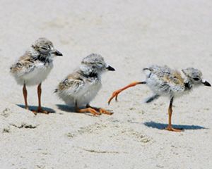 Three baby piping plovers walking on a beach.