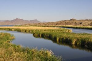 Wetland grasses grow along a river on a sunny day with rugged terrain in the background.