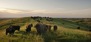 Grupo de bisontes