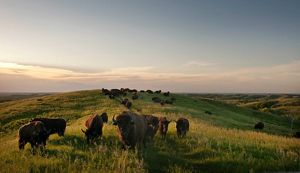 Overlooking the bison herd at the Broken Kettle Grasslands Preserve in the Loess Hills of Iowa which are known for resiliency in the face of climate change.