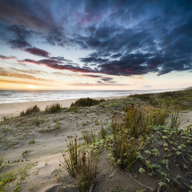 Sand dunes on Colun Beach in the Valdivian Coastal Reserve, Los Rios, Chile