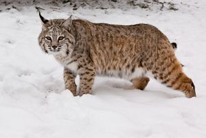Side view of a bobcat in the snow.