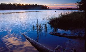 A view of the Nanticoke River at dawn, surrounded by the silhouettes of grassy wetlands and wooded shores.