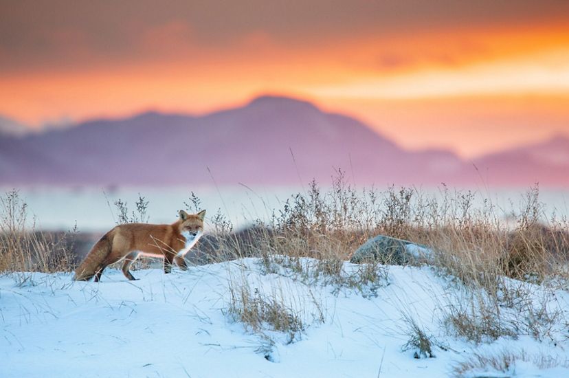 Red fox running across snow at sunset