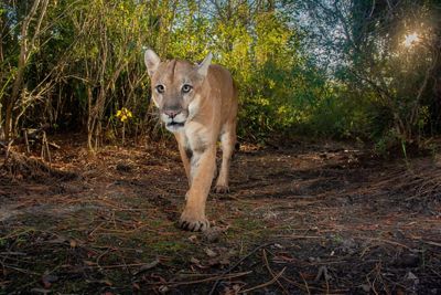 A panther walks along a wooded trail towards the camera.