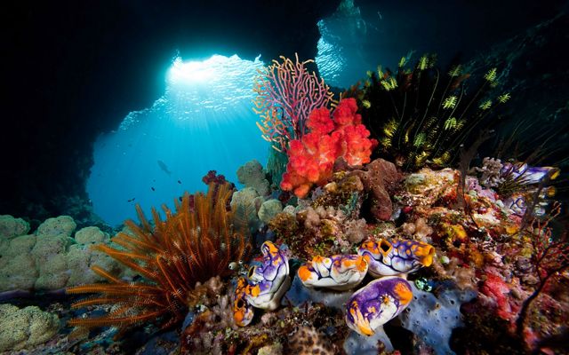 A colorful and diverse coral reef in Indonesia with fish swimming in the background and sunlight streaming through the water surface.