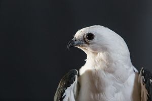 closeup of a white bird's head turned to the side