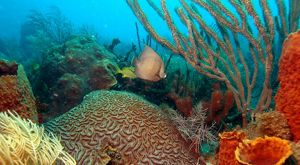 A diverse coral outcropping with reef fish swimming by.