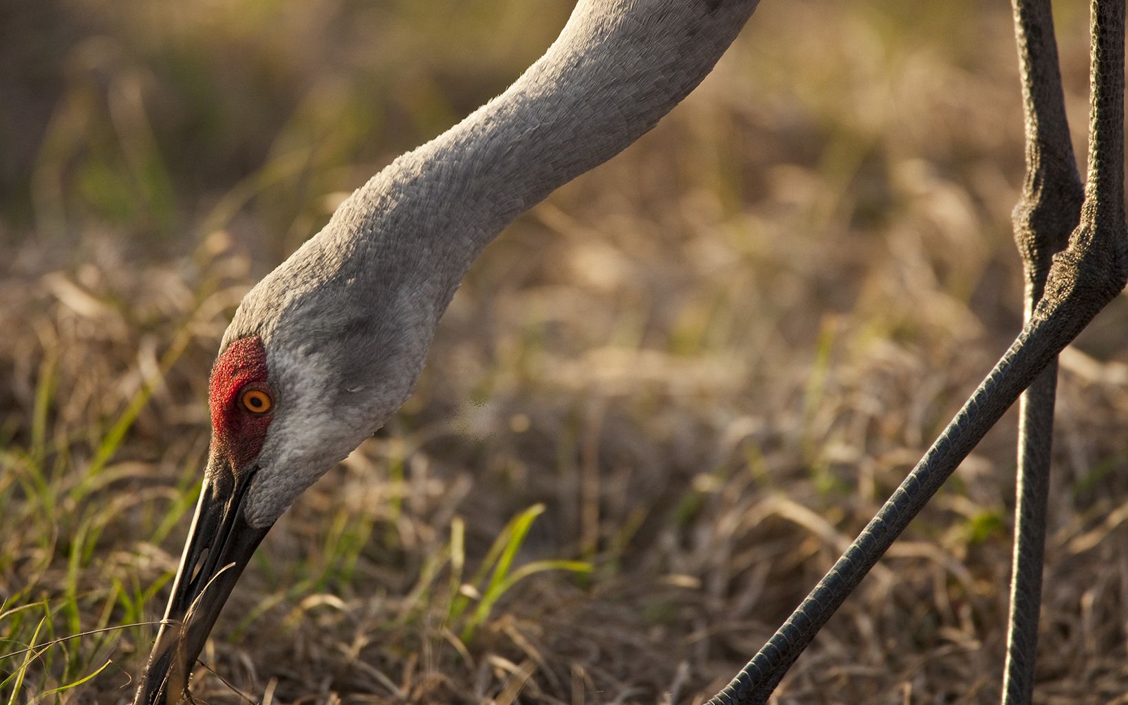Sandhill crane at Disney Wilderness Preserve. Sandhill cranes thrive at Disney Wilderness Preserve in Florida. © David Moynahan
