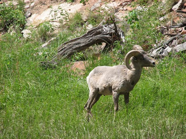 A bighorn sheep on a grassy mountainside.