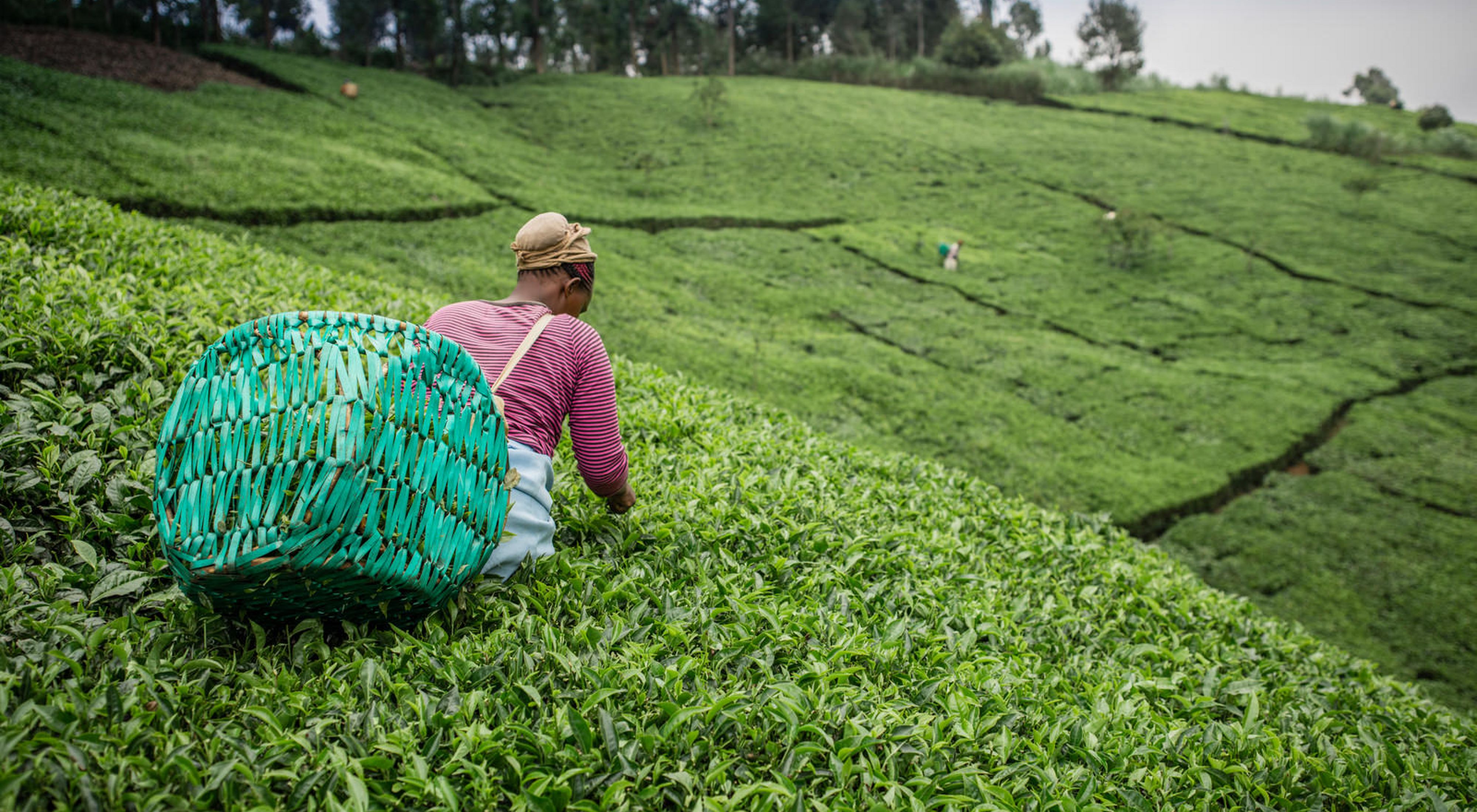 A woman with a basket on her back picks tea leaves in a green tea field.