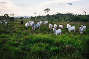 Vacas pastoreando en una pradera