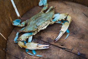 A blue crab shows its colors while out of water.