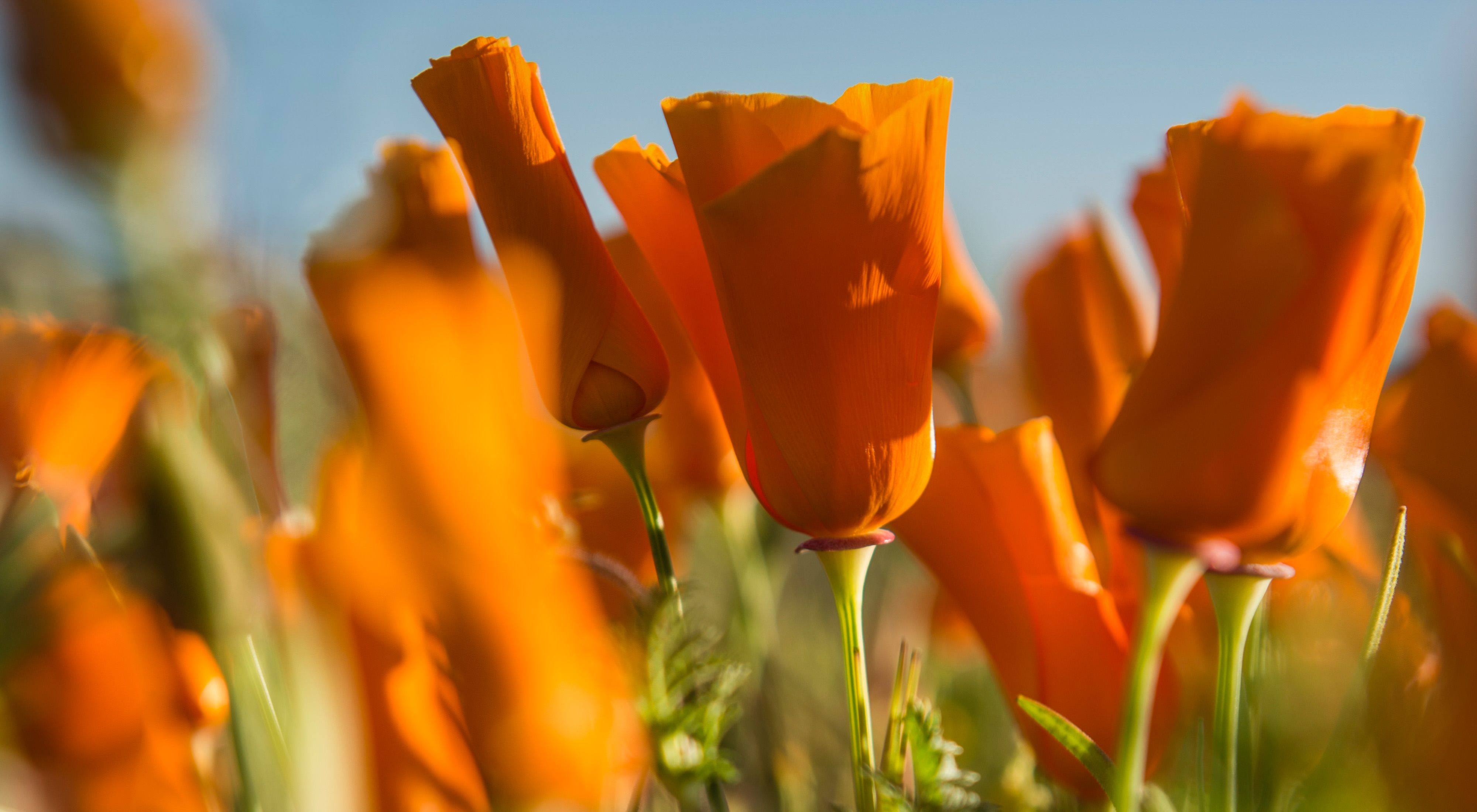 The California Poppy Preserve in Palmdale, CA.