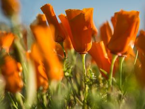 close up of orange poppies in a field 