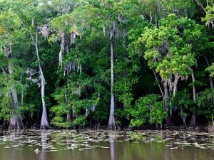 Moss-draped cedars along the Altamaha River.