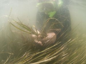 A volunteer gathers shoots containing ripe seeds. The shoots are measured into water tanks, and the seeds are cured, separated and prepared for planting in the fall. 