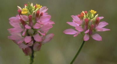 Multi-petaled pink wildflowers with yellow and white centers.