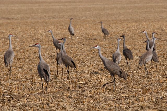 Photo of several sandhill cranes in a field. 