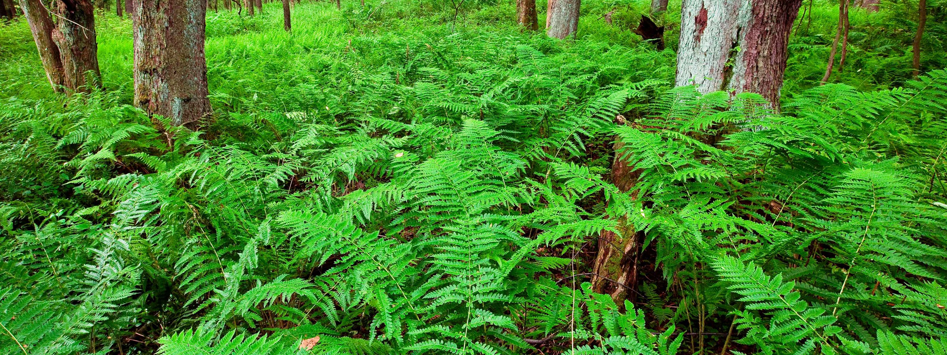 View of a fern-covered forest floor.
