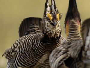 A brown and gray striped bird with orange, brown and gray plumage faces another bird of the same species.