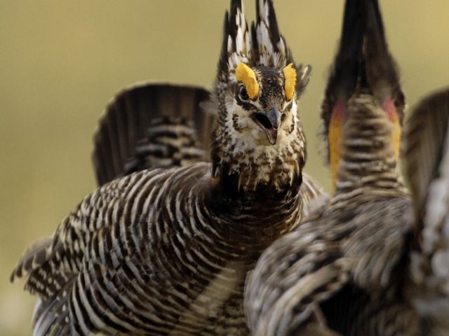 Greater prairie-chickens are threatened by habitat loss and loss of genetic variance resulting from isolation of populations.